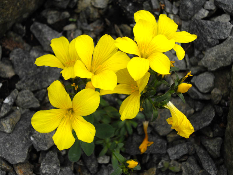 Linum 'Gemmell's Hybrid' photo